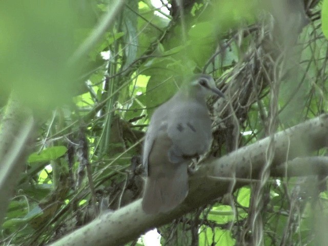 Tambourine Dove - ML201587531