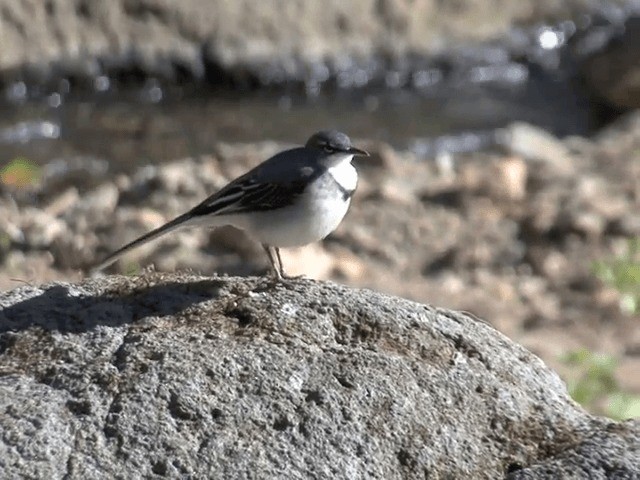 Mountain Wagtail - ML201587541