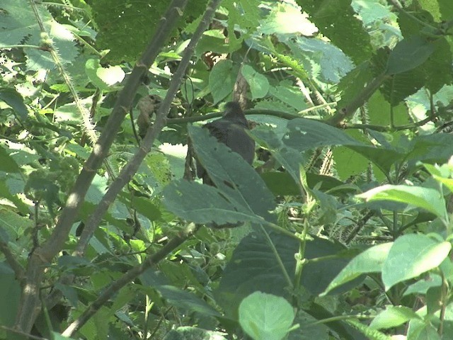 holub houkavý (ssp. larvata/bronzina) - ML201587551
