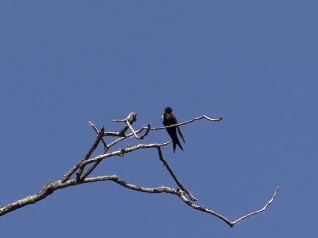 Black Sawwing - ML201587561