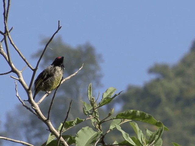 Banded Barbet - ML201587571
