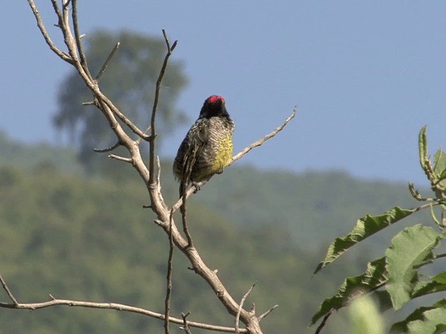 Banded Barbet - ML201587581