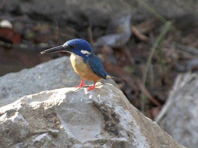 Half-collared Kingfisher - ML201587611