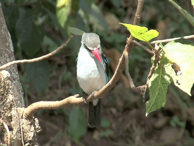 Woodland Kingfisher - ML201587621