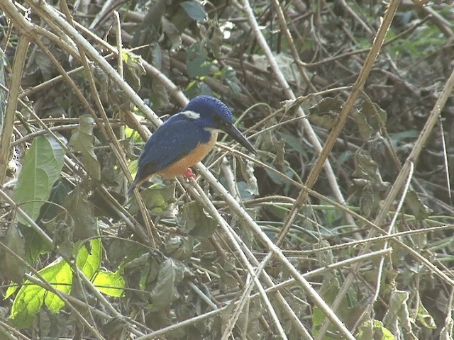 Half-collared Kingfisher - ML201587641