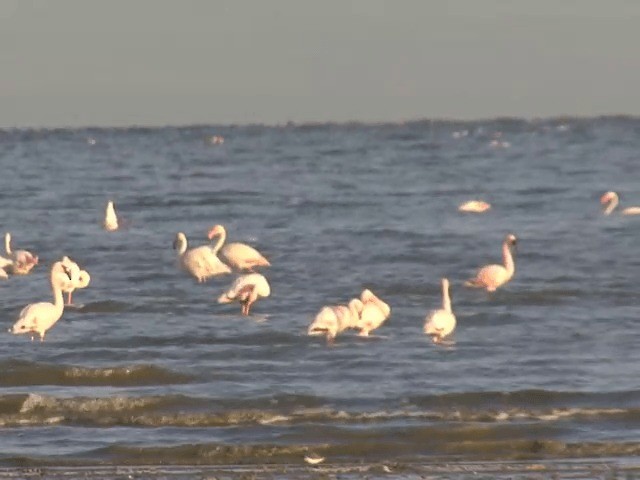 Lesser Flamingo - ML201587651