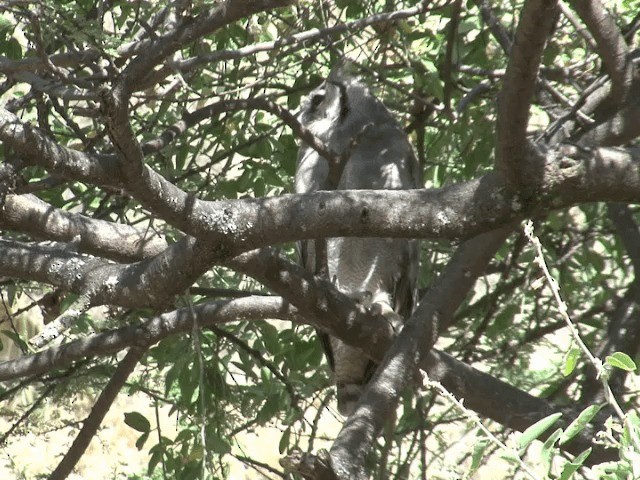 Verreaux's Eagle-Owl - ML201587691