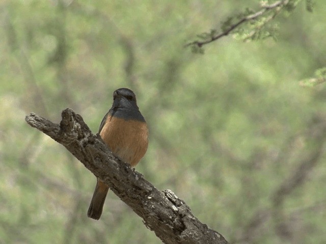 Little Rock-Thrush - ML201587701