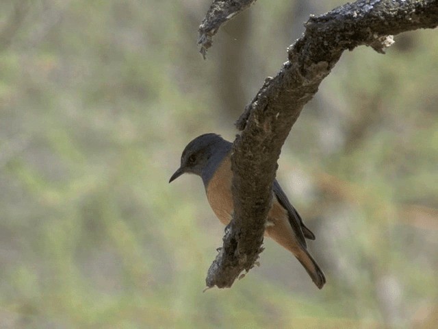 Little Rock-Thrush - ML201587711