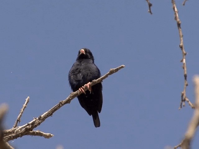 Village Indigobird - ML201587731