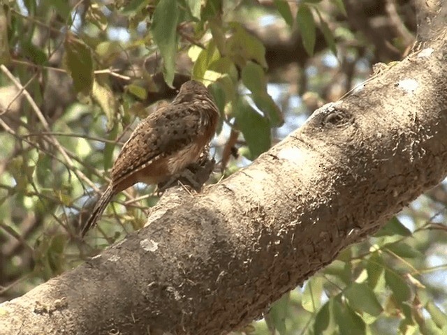 Rufous-necked Wryneck (Ethiopian) - ML201587751