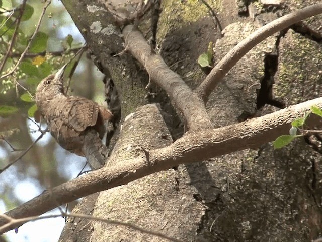 Rufous-necked Wryneck (Ethiopian) - ML201587761