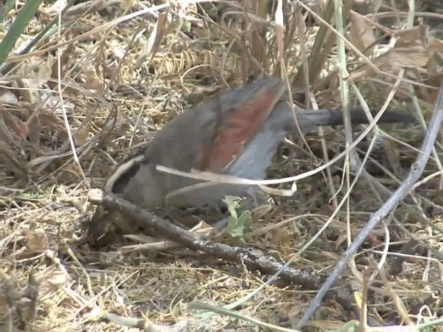 Black-crowned Tchagra (Black-crowned) - ML201587771