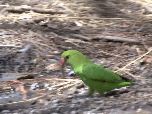 Black-winged Lovebird - ML201587781