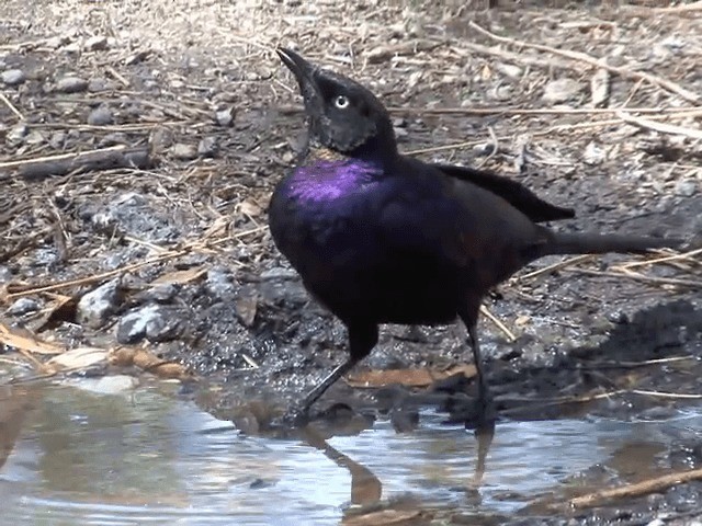 Rüppell's Starling - ML201587791