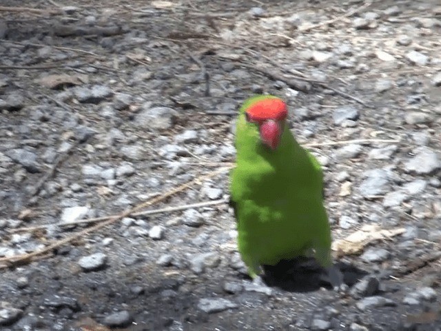 Black-winged Lovebird - ML201587801