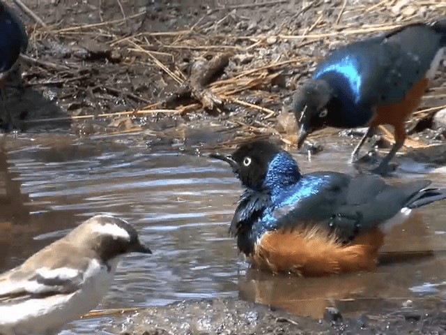 Superb Starling - ML201587861