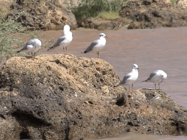 Gaviota Cabecigrís - ML201587871