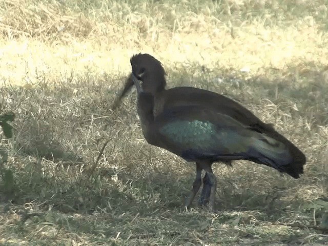 ibis hagedaš - ML201587881