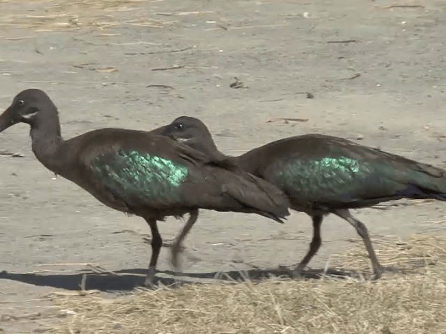 Hadada Ibis - ML201587891