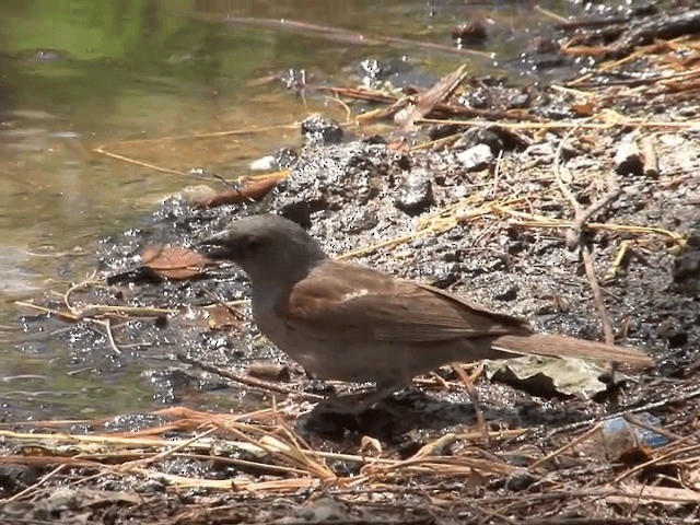 Gorrión de Swainson - ML201587901