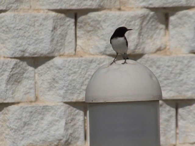 Hume's Wheatear - ML201587951