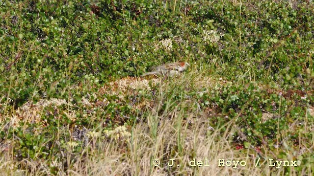 Lapland Longspur - ML201587961