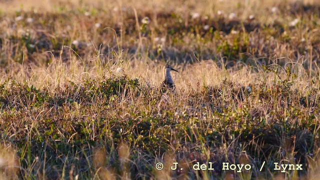 Sharp-tailed Sandpiper - ML201587981