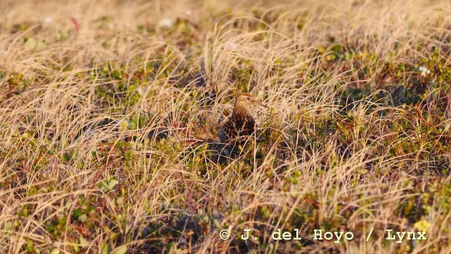 Sharp-tailed Sandpiper - ML201587991