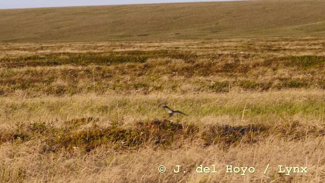 Sharp-tailed Sandpiper - ML201588001