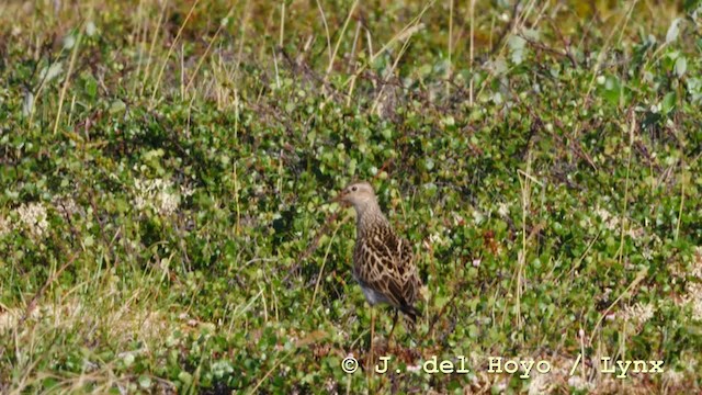 Pectoral Sandpiper - ML201588021