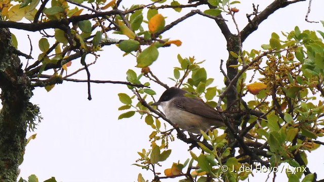 Curruca Mirlona Occidental - ML201588081