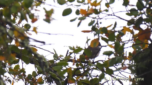 Western Orphean Warbler - ML201588091