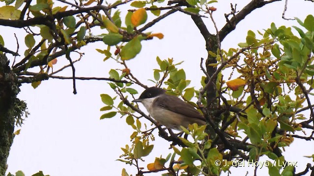 Curruca Mirlona Occidental - ML201588101