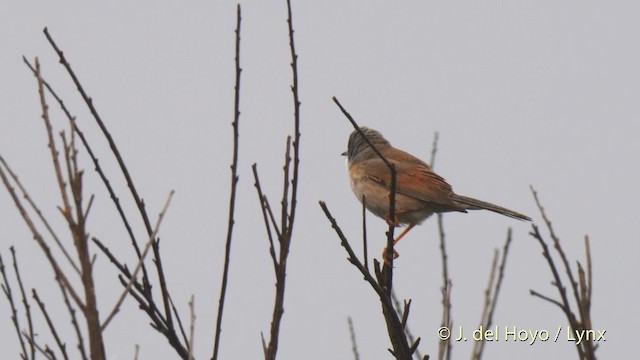 Bozkır Ötleğeni - ML201588171