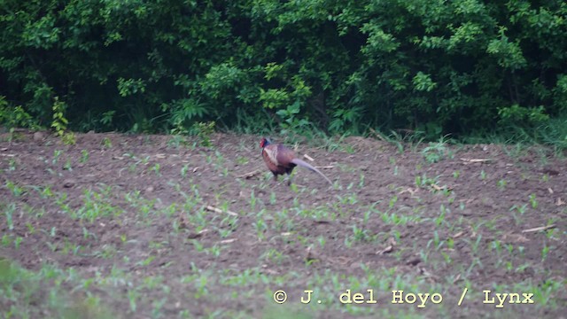 Ring-necked Pheasant - ML201588421