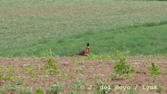 Ring-necked Pheasant - ML201588431