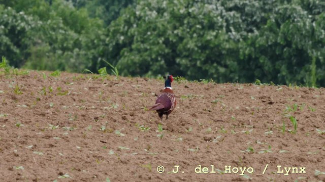 Ring-necked Pheasant - ML201588441