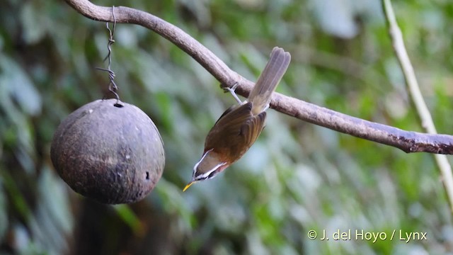 Streak-breasted Scimitar-Babbler - ML201588571