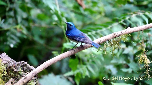 Himalayan Bluetail - ML201588581