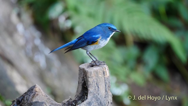 Himalayan Bluetail - ML201588591