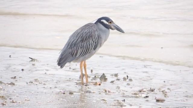 Yellow-crowned Night Heron (Yellow-crowned) - ML201588601