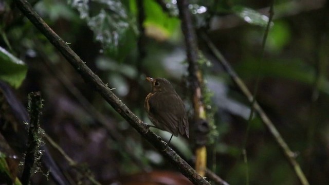 Ochre-breasted Antpitta - ML201588681