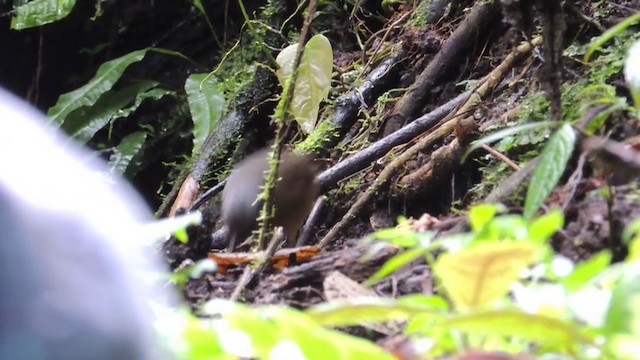 Moustached Antpitta - ML201588711