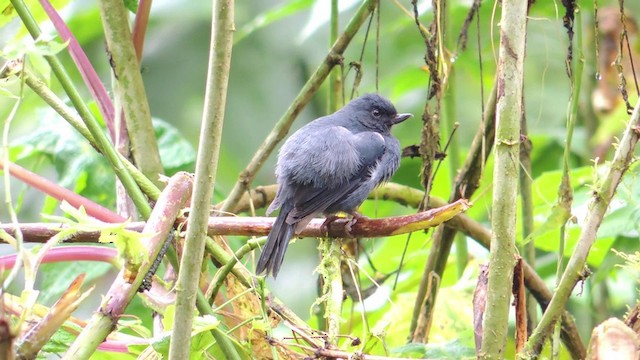 White-sided Flowerpiercer - ML201588731