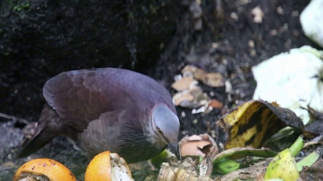 White-throated Quail-Dove - ML201588761