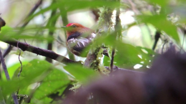 Mızrap Kanatlı Manakin - ML201588811