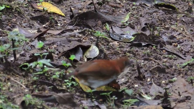 White-bellied Antpitta - ML201588831