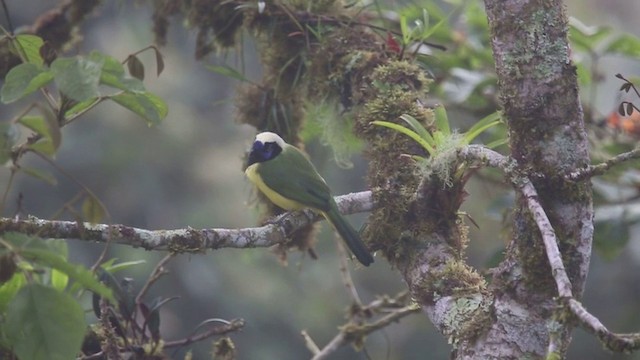 Green Jay (Inca) - ML201588841