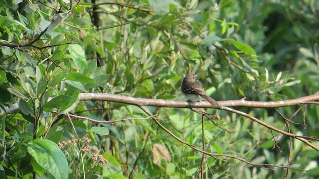 Fuscous Flycatcher (Fuscous) - ML201588881